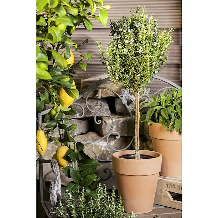 Piardino Rosmarin Stämmchen - Rosmarinus officinalis, Topfgröße: 18 cm - Stimmungsaufnahme