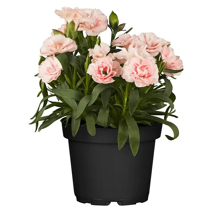 Piardino Gartennelke 'Oscar' - Dianthus caryophyllus 'Oscar'®, Topfgröße: 14 l - Vorderansicht