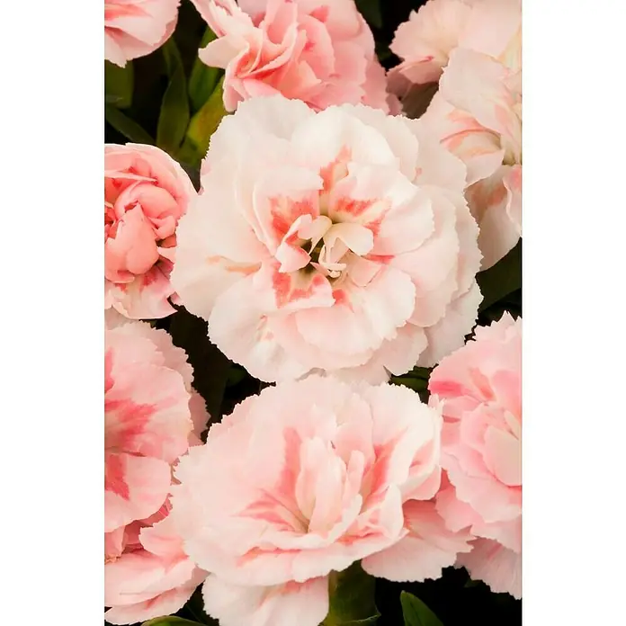 Piardino Gartennelke 'Oscar' - Dianthus caryophyllus 'Oscar'®, Topfgröße: 14 l - Stimmungsaufnahme