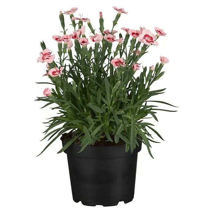 Piardino Gartennelke Peach Party - Dianthus caryophyllus, Topfgröße: 12 cm - Vorderansicht