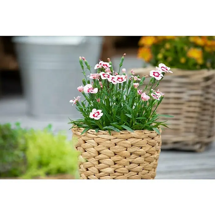 Piardino Gartennelke - Dianthus caryophyllus 'Pink Kisses', Topfgröße: 14 cm, Rosa - Stimmungsaufnahme