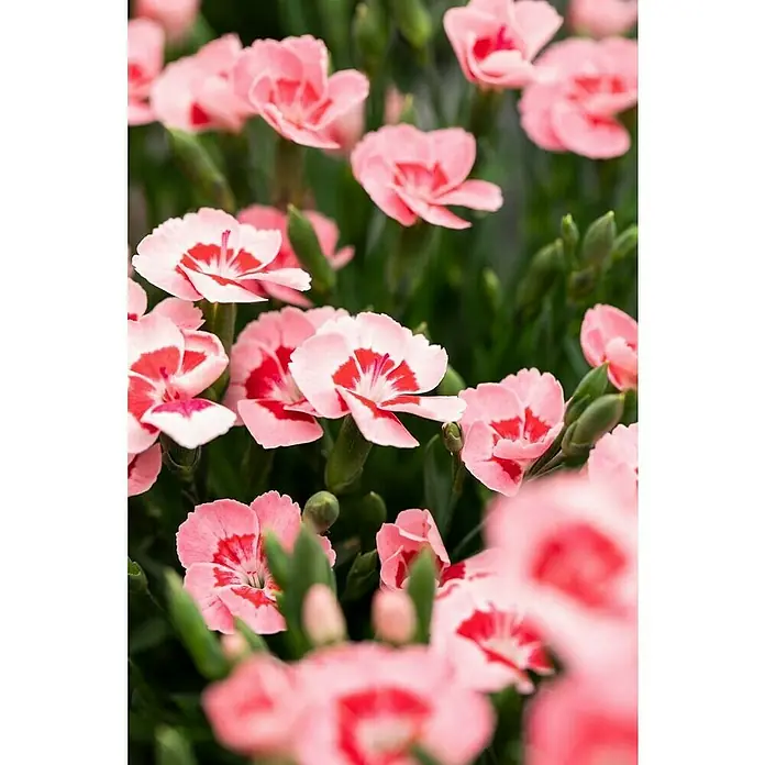Piardino Gartennelke Peach Party - Dianthus caryophyllus, Topfgröße: 12 cm - Stimmungsaufnahme