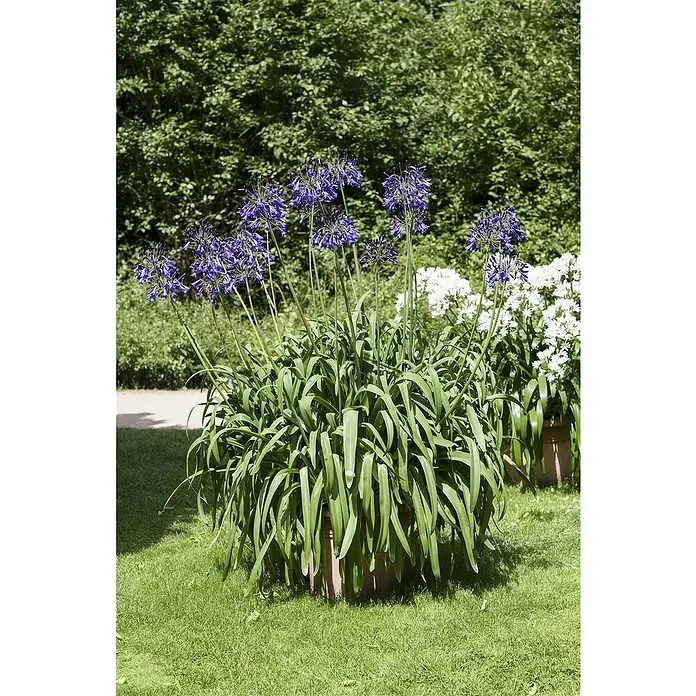 Piardino Staude Schmucklilie - Agapanthus africanus 'Summer Love' - Stimmungsaufnahme