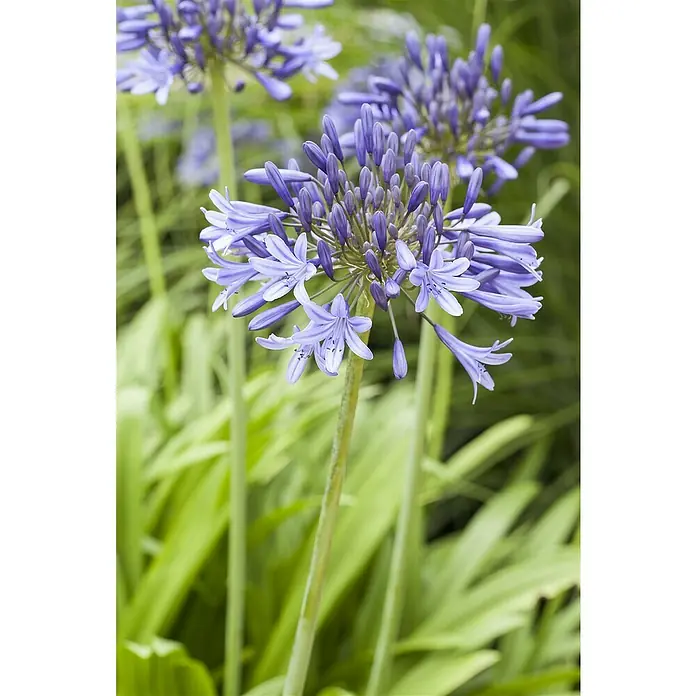 Piardino Staude Schmucklilie - Agapanthus africanus 'Summer Love' - Stimmungsaufnahme