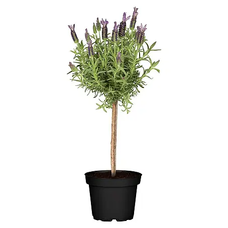 Piardino  Schopflavendel Stämmchen