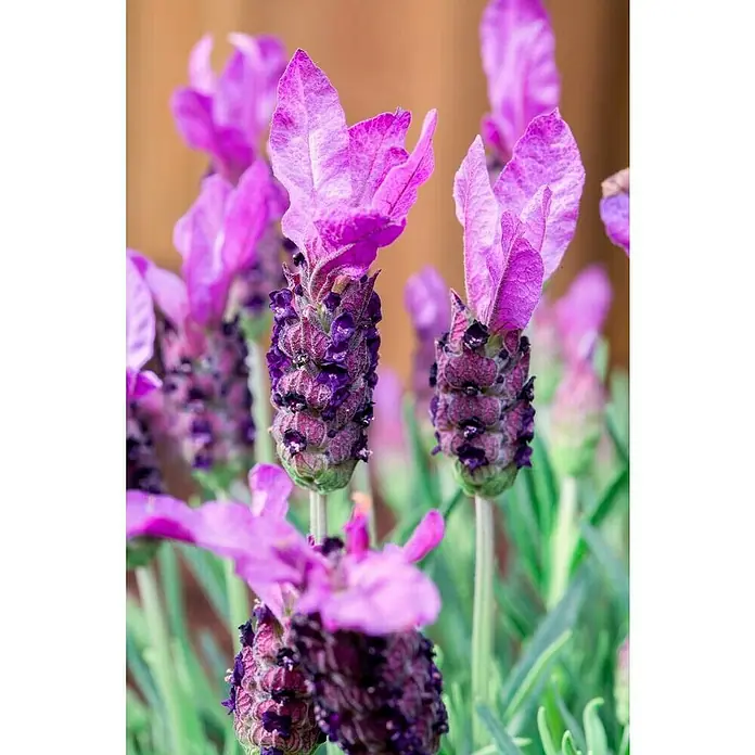 Piardino Schopflavendel Stämmchen - Lavandula stoechas, Lavendelblau - Stimmungsaufnahme