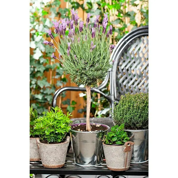 Piardino Schopflavendel Stämmchen - Lavandula stoechas, Lavendelblau - Stimmungsaufnahme