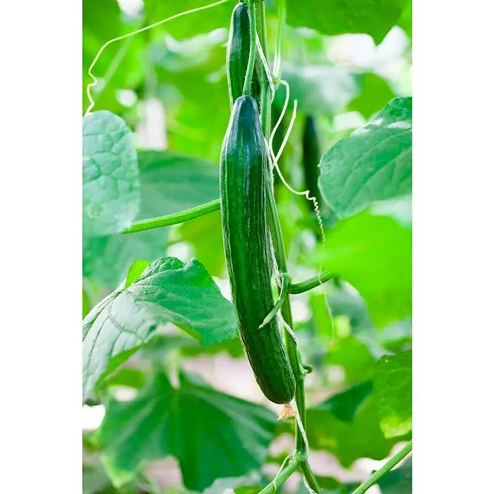 Piardino Gurke - Cucumis sativus, 19 cm, Erntezeit: August - Oktober - Stimmungsaufnahme