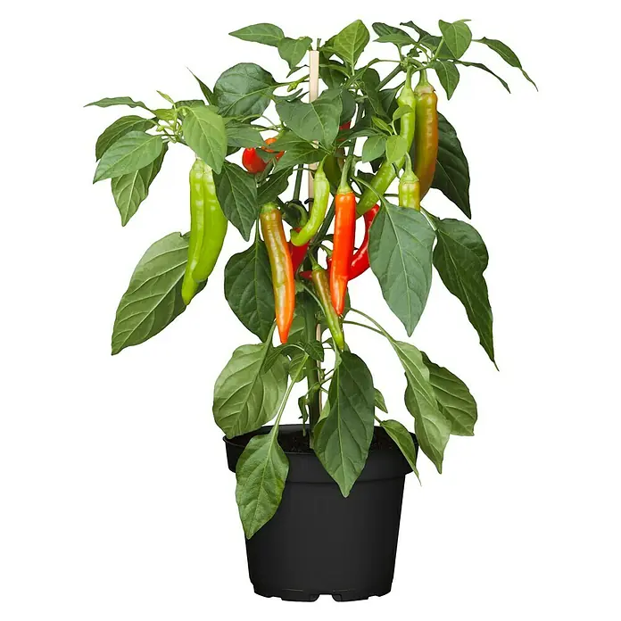 Piardino Chili - Capsicum annuum 'Mild Basque', 10 cm - Vorderansicht