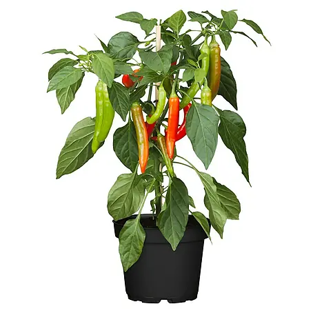 Piardino  Chili