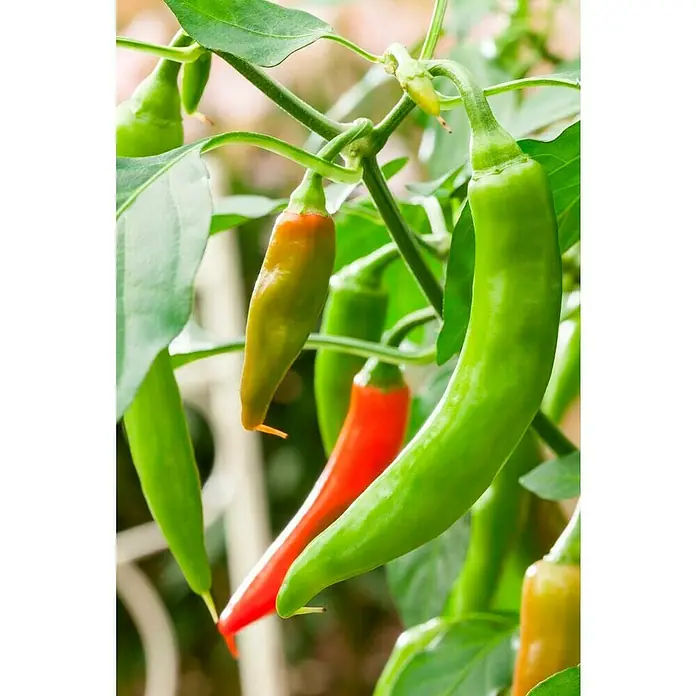 Piardino Chili - Capsicum annuum 'Mild Basque', 10 cm - Stimmungsaufnahme
