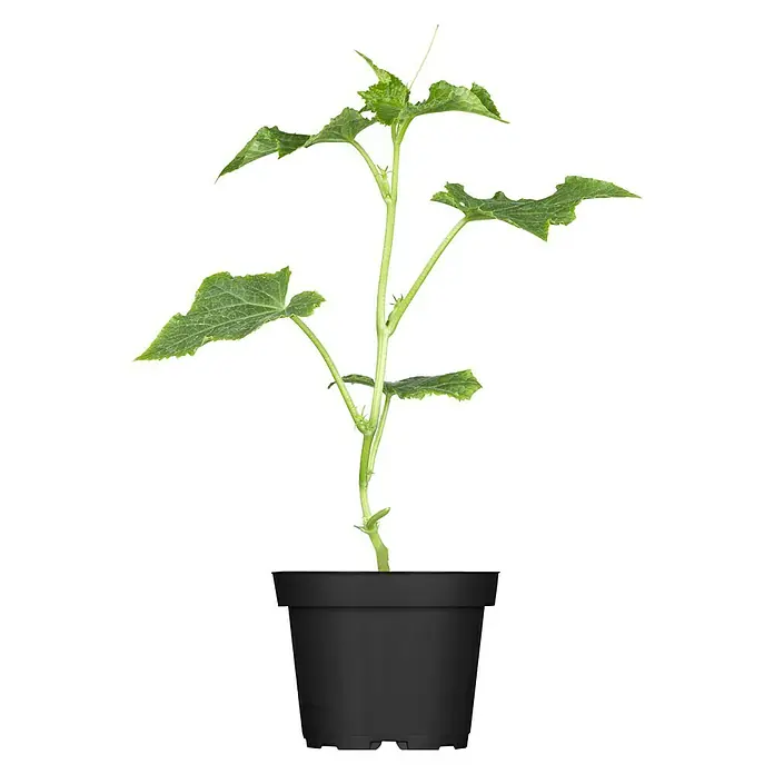Piardino Bio Snack-Gurke im Tontopf - Cucumis sativus 'Mini Stars', 12 cm, Erntezeit: August - Oktober - Vorderansicht