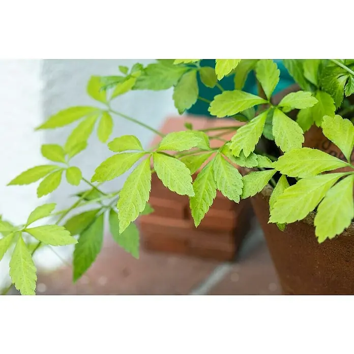 Blu Bio Kraut der Unsterblichkeit - Gynostemma pentaphyllum - Detailaufnahme