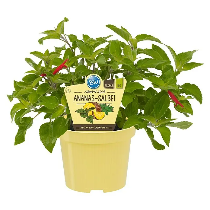 Blu Bio Ananassalbei - Salvia rutilans - Vorderansicht