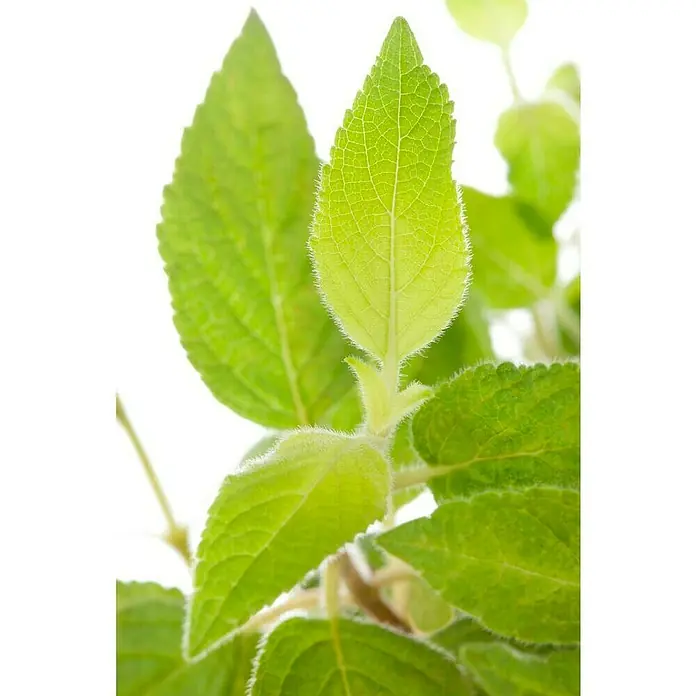 Blu Bio Ananassalbei - Salvia rutilans - Detailaufnahme