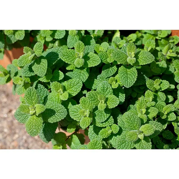 Piardino Grapefruitminze - Mentha suaveolens x piperita - Detailaufnahme
