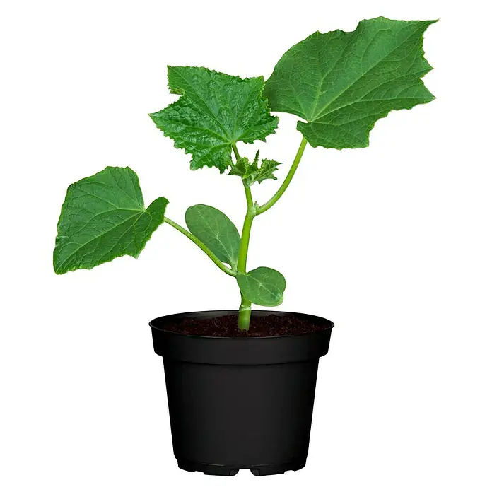 Piardino Gurke - Cucumis sativus, 19 cm, Erntezeit: August - Oktober - Vorderansicht