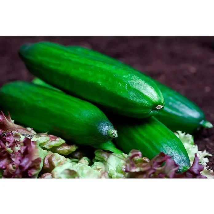 Piardino Gurke - Cucumis sativus, 19 cm, Erntezeit: August - Oktober - Detailaufnahme