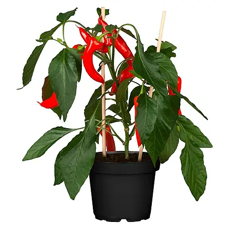 Piardino  Chili