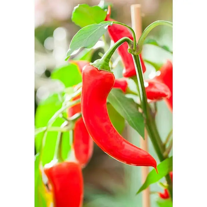 Pflanzen-Mix Gemüse - Tomaten, Chili, Snackgurken, Speisekürbis, u.v.m., Topfgröße: 12 cm - Detailaufnahme