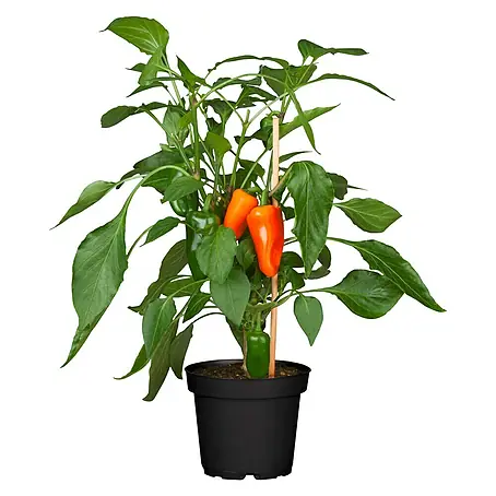 Piardino  Paprika