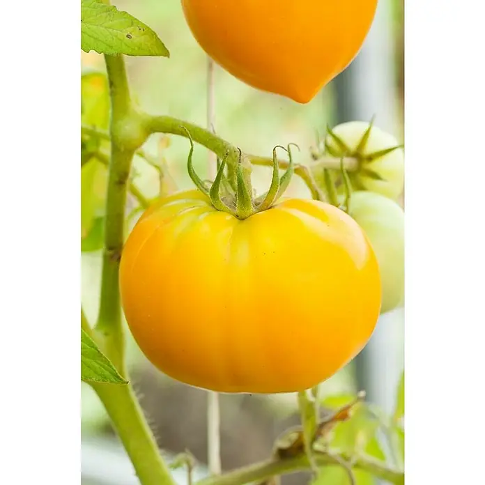 Piardino Tomate - Solanum lycopersicum, 14 cm, Erntezeit: Juli - Oktober - Detailaufnahme
