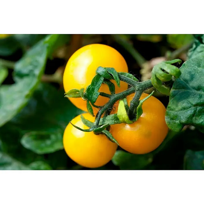 Piardino Tomate - Solanum lycopersicum, 14 cm, Erntezeit: Juli - Oktober - Detailaufnahme