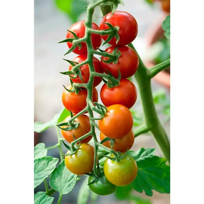 Piardino Tomate Bio - Solanum lycopersicum 'Philovita F1', 11 cm, Erntezeit: Juli - Oktober - Detailaufnahme