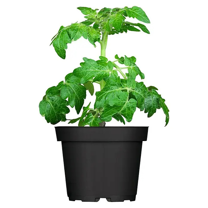 Piardino Bio Fleischtomate Rundrucht - Solanum lycopersicum, 10 cm, Erntezeit: Juli - Oktober - Vorderansicht