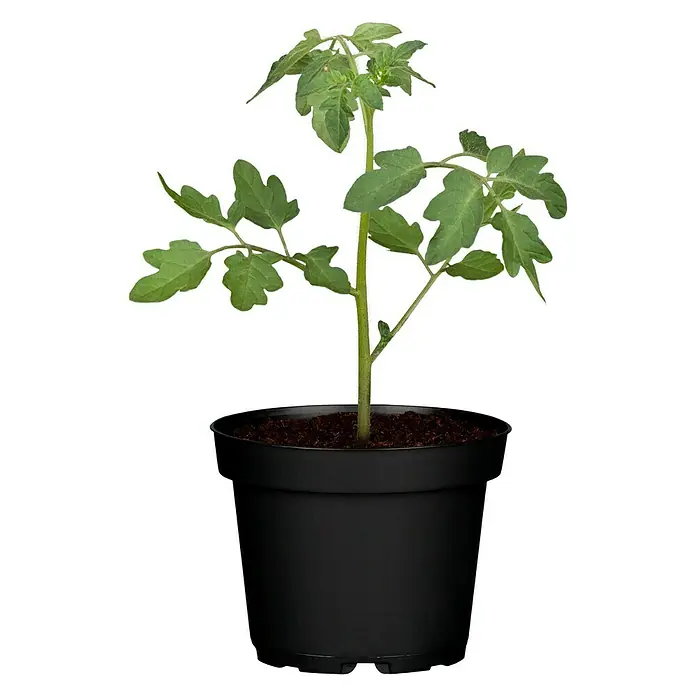 Piardino Bio Cocktailtomate - Solanum lycopersicum, 10 cm, Erntezeit: Juli - Oktober - Vorderansicht