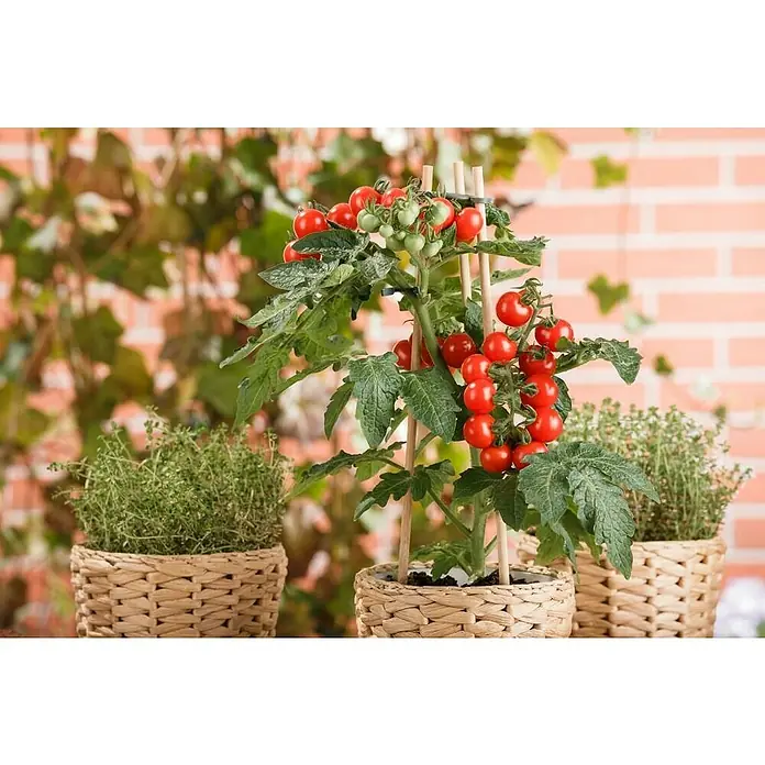 Piardino Bio Cocktailtomate - Solanum lycopersicum, 10 cm, Erntezeit: Juli - Oktober - Detailaufnahme