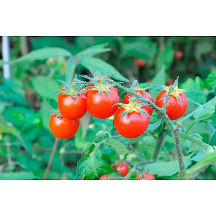 Piardino Bio Cocktailtomate - Solanum lycopersicum, 10 cm, Erntezeit: Juli - Oktober - Detailaufnahme
