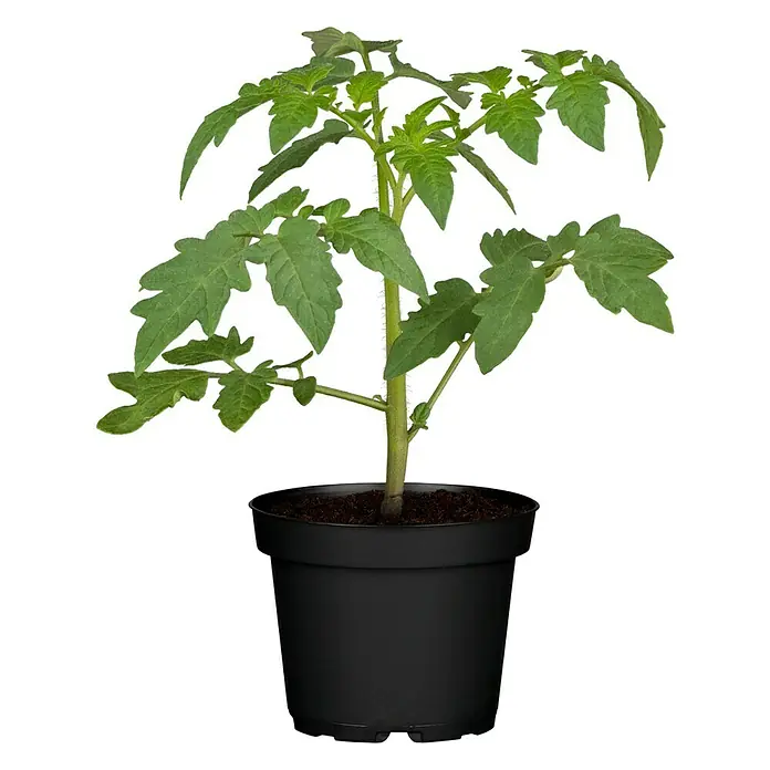 Piardino Bio Tomate Harzfeuer - Solanum lycopersicum, 10 cm, Erntezeit: Juli - Oktober - Vorderansicht