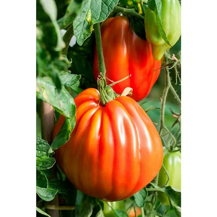Piardino Bio Fleischtomate Rundrucht - Solanum lycopersicum, 10 cm, Erntezeit: Juli - Oktober - Detailaufnahme