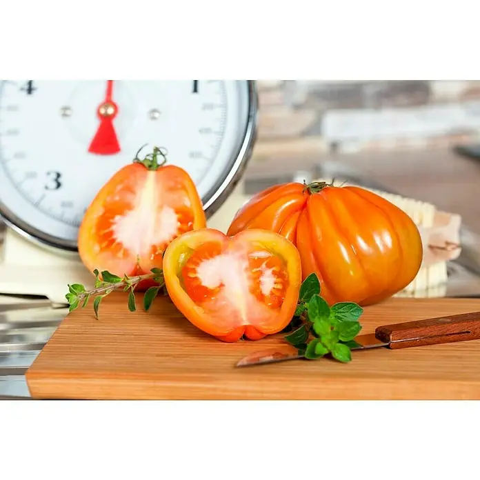 Piardino Bio Fleischtomate Rundrucht - Solanum lycopersicum, 10 cm, Erntezeit: Juli - Oktober - Detailaufnahme
