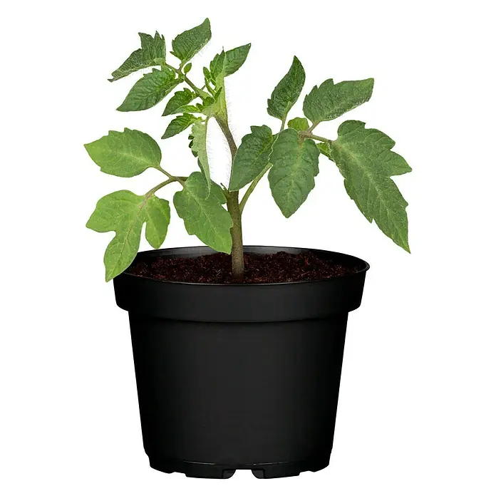 Piardino Bio Tomate Eiertomate - Solanum lycopersicum, 10 cm - Vorderansicht