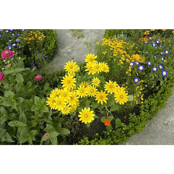 Piardino Rauer Garten-Sonnenhut - Rudbeckia hirta, Topfvolumen: 13 l - Stimmungsaufnahme
