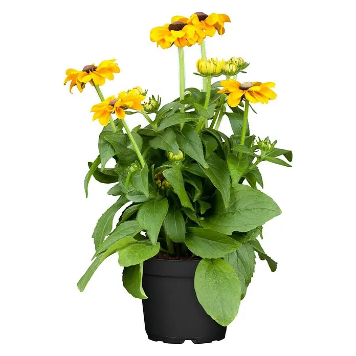 Piardino Rauer Garten-Sonnenhut - Rudbeckia hirta, Topfvolumen: 13 l - Vorderansicht