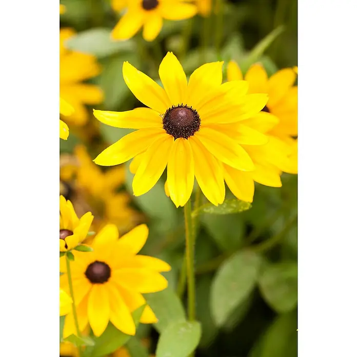 Piardino Rauer Garten-Sonnenhut - Rudbeckia hirta, Topfvolumen: 13 l - Detailaufnahme
