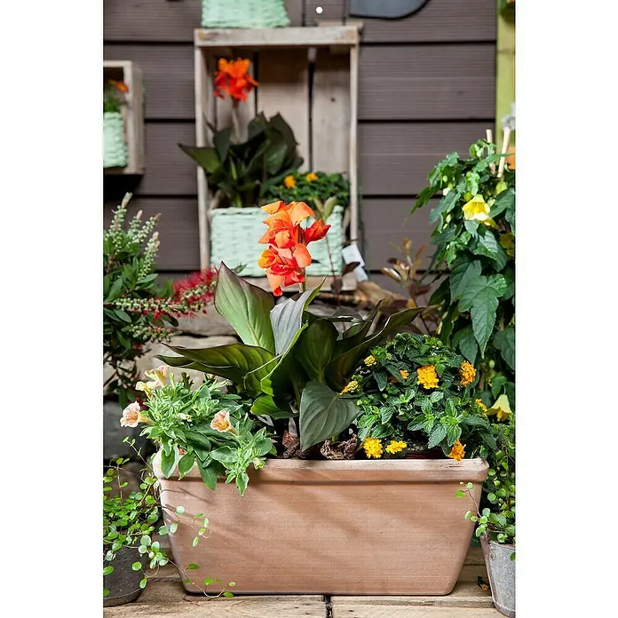 Piardino Blumenrohr - Canna indica, Sortenabhängig - Stimmungsaufnahme