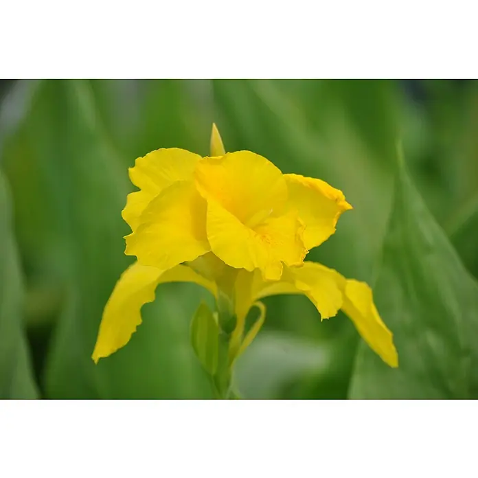 Piardino Blumenrohr - Canna indica, Sortenabhängig - Detailaufnahme