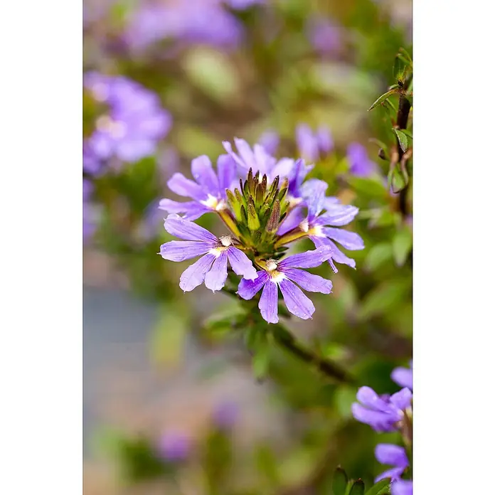 Fächerblume - Scaevola 'Depp Violett', Topfgröße: 12 cm, Blütenfarbe: Violett - Detailaufnahme