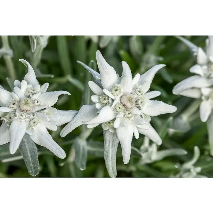 Piardino Edelweiß - Leontopodium alpinum, Blütenfarbe: Silber/Weiß - Detailaufnahme