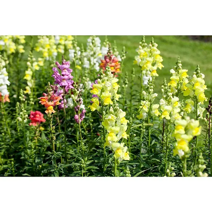 Piardino Antirrhinum majus - Antirrhinum majus, Volumen de la maceta: 23 l - Primer plano