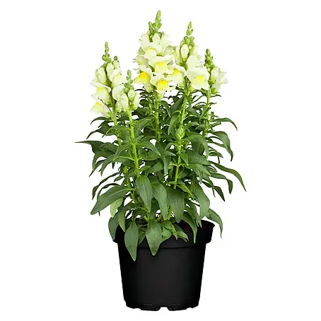 Piardino  Antirrhinum majus