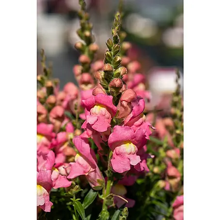 Piardino  Antirrhinum majus