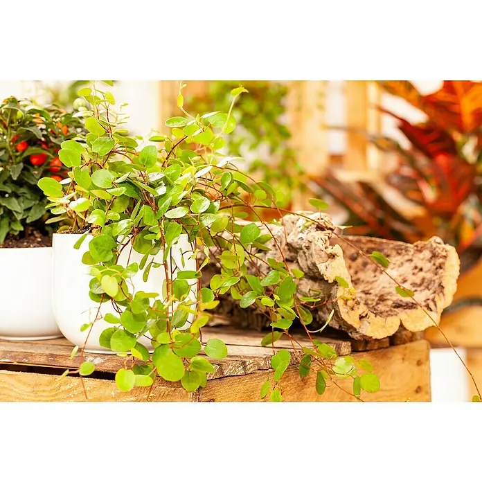 Piardino Drahtwein - Muehlenbeckia complexa, Topfgröße: 11 cm - Detailaufnahme