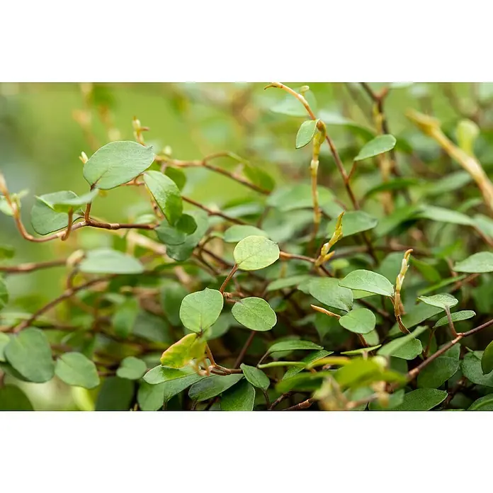 Piardino Drahtwein - Muehlenbeckia complexa, Topfgröße: 11 cm - Detailaufnahme