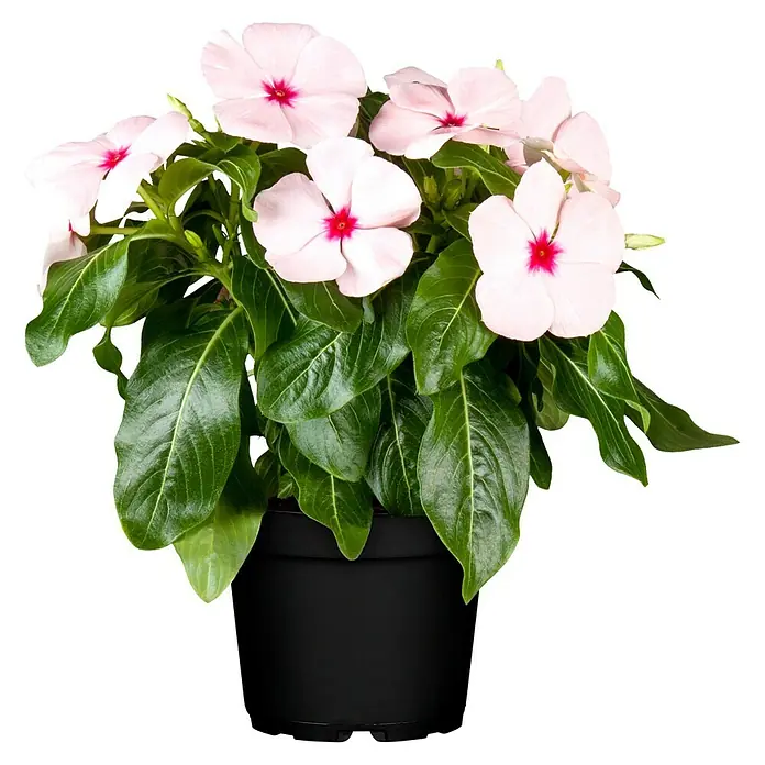 Piardino Staude - Vinca Catharanthus, Topfgröße: 12 cm, Blütenfarbe: Sortenabhängig - Vorderansicht