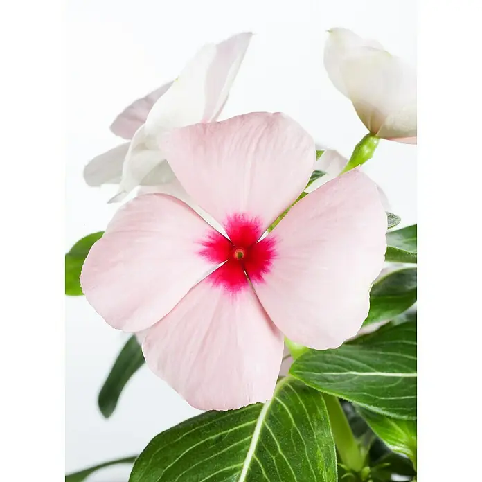 Piardino Staude - Vinca Catharanthus, Topfgröße: 12 cm, Blütenfarbe: Sortenabhängig - Detailaufnahme